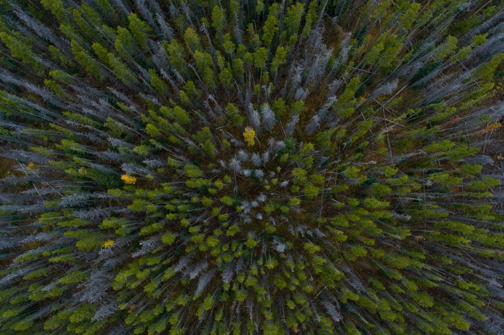 aerial, trees, woods-2606484.jpg