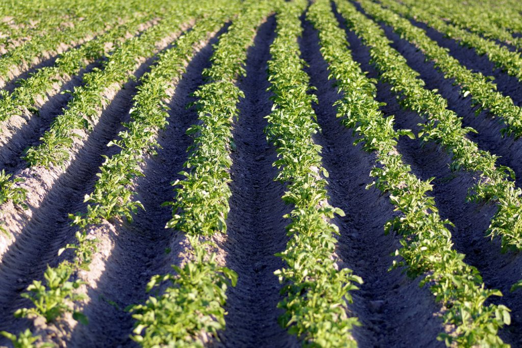 potatoes, field, potato field-2356076.jpg
